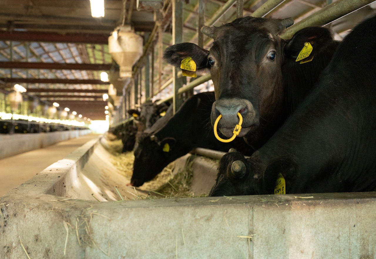 牧場で餌を食べる牛