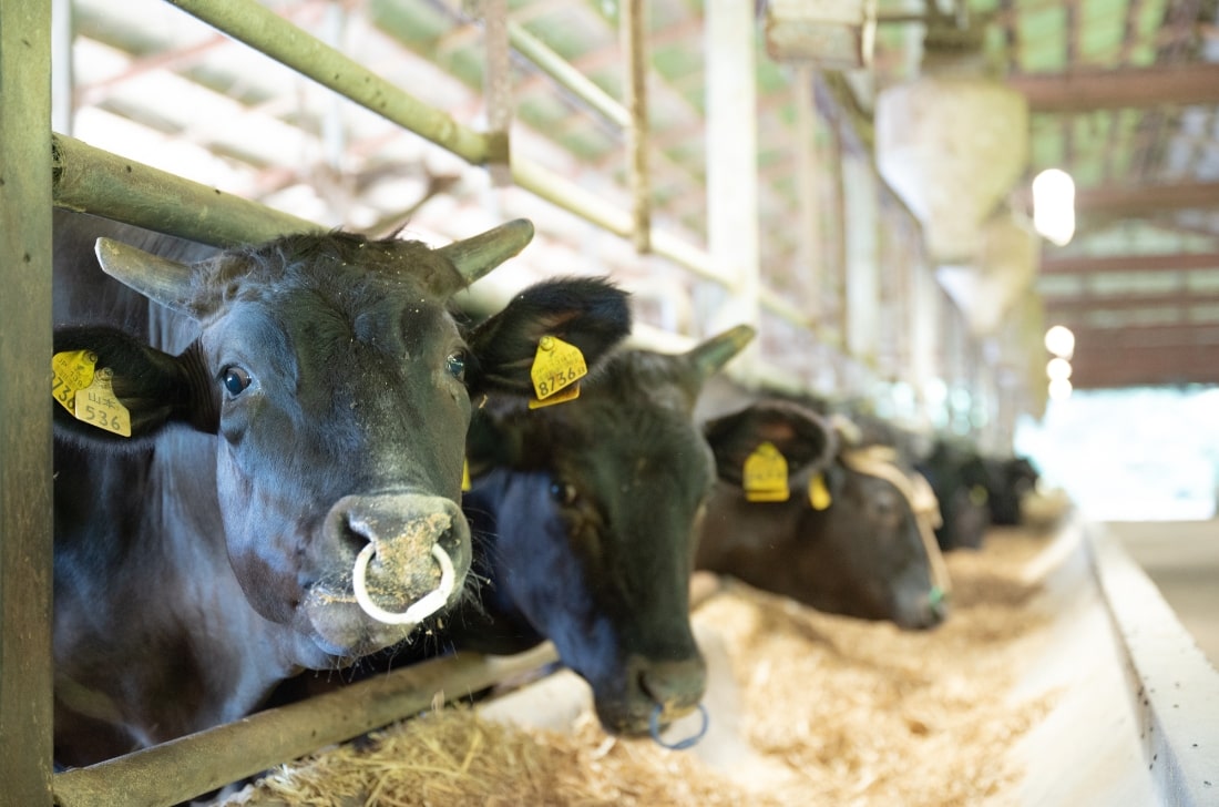 牛舎から牛が顔を出している様子